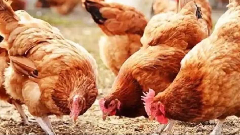 Poultry Care in Summer: गर्मियों में मुर्गियों को बीमारियों से बचाएगा हवा और दाना-पानी का ये तरीका Poultry Care in Summer: गर्मियों में मुर्गियों को बीमारियों से बचाएगा हवा और दाना-पानी का ये तरीका