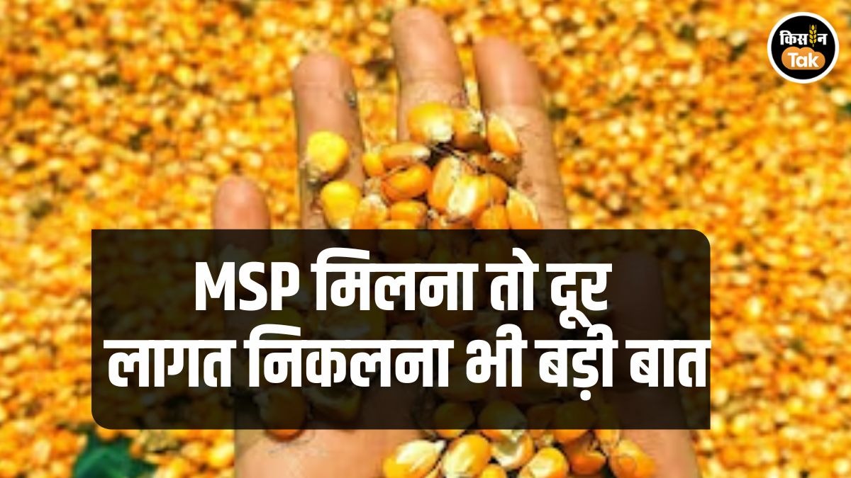 Maize Price: मक्‍का के कमजोर भाव से किसान परेशान, खरीफ सीजन में घटेगा रकबा?