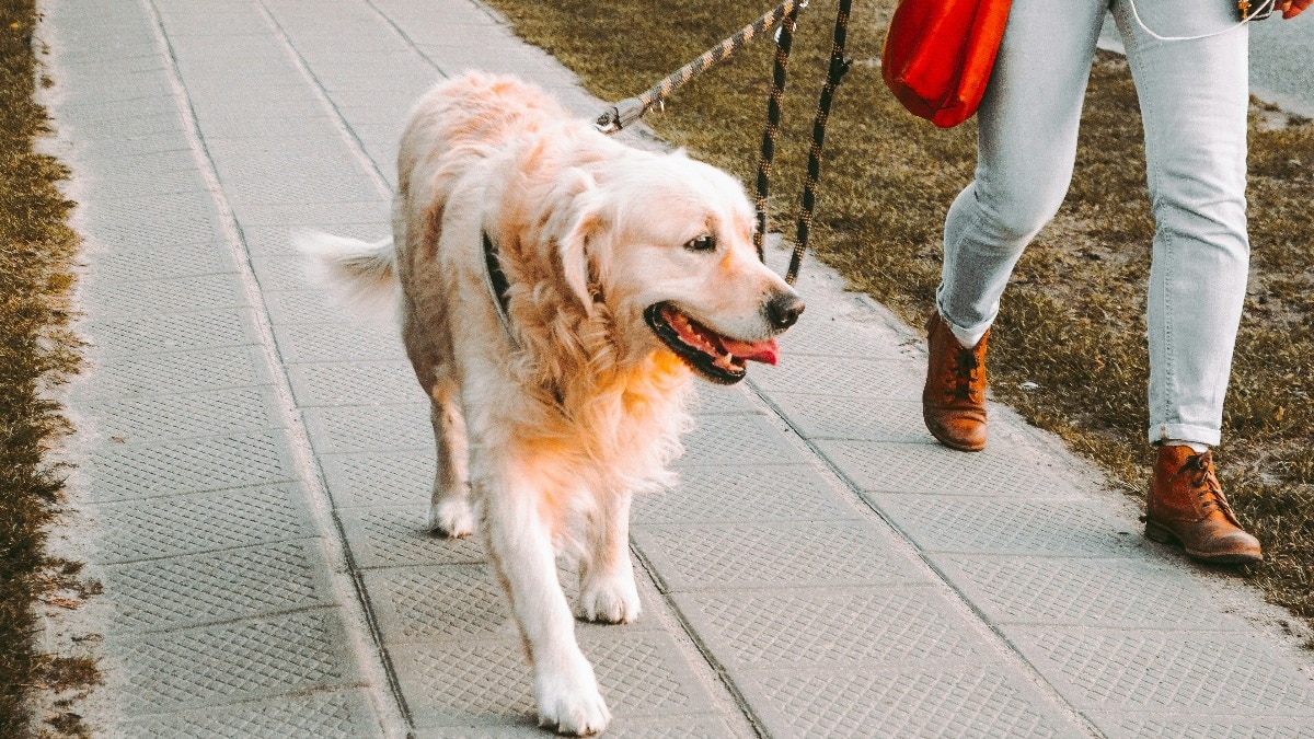 dog Walker