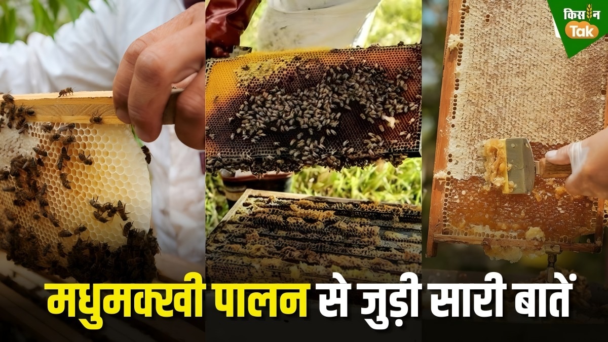 bee keeping