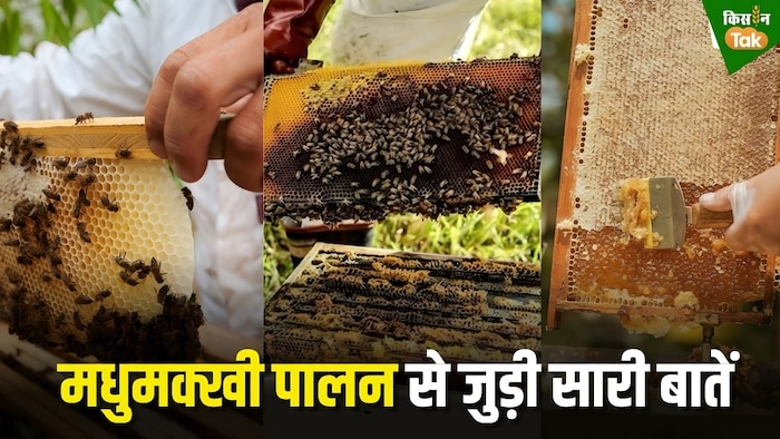 bee keeping