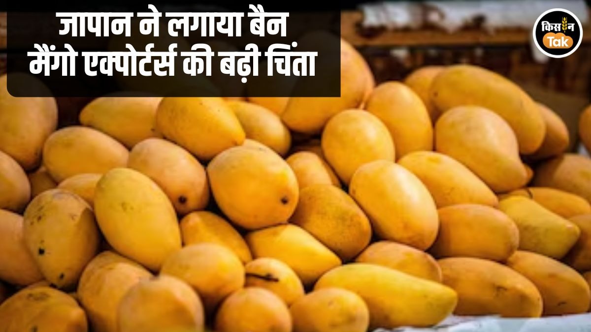 Japan Mango Ban 