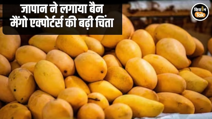 Japan Mango Ban