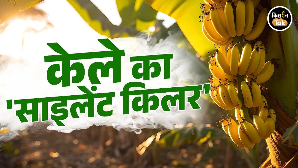banana farming tips