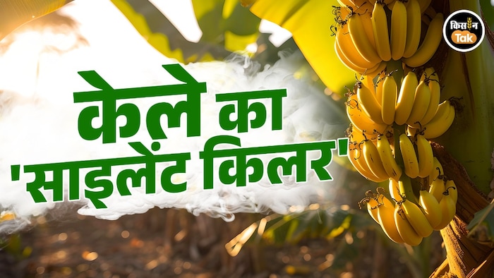 banana farming tips