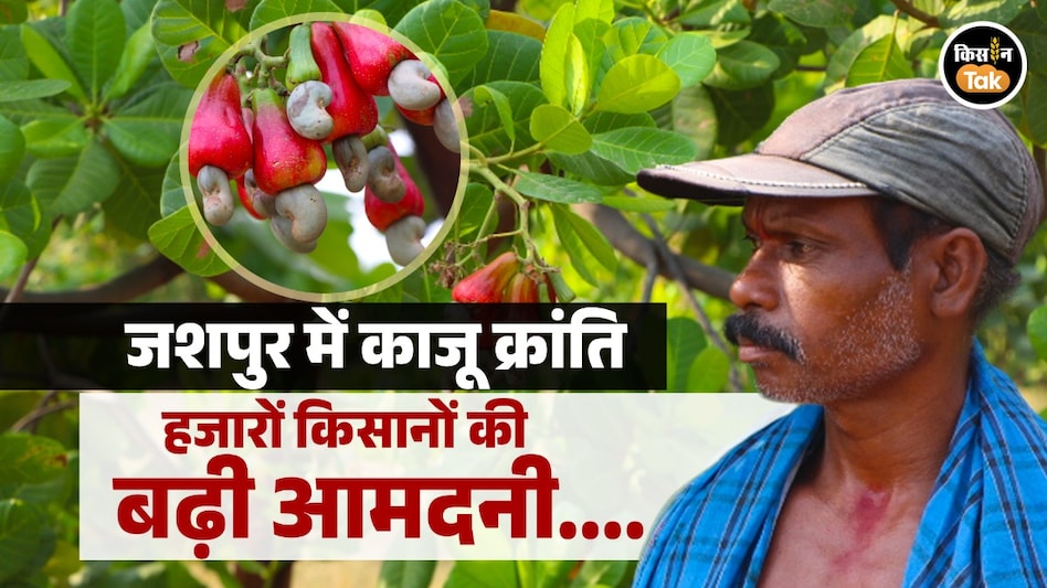 जशपुर में काजू क्रांति: हजारों किसानों की बढ़ी आमदनी, देशभर में बढ़ रही ‘जशपुर काजू’ की मांग जशपुर में काजू क्रांति: हजारों किसानों की बढ़ी आमदनी, देशभर में बढ़ रही ‘जशपुर काजू’ की मांग