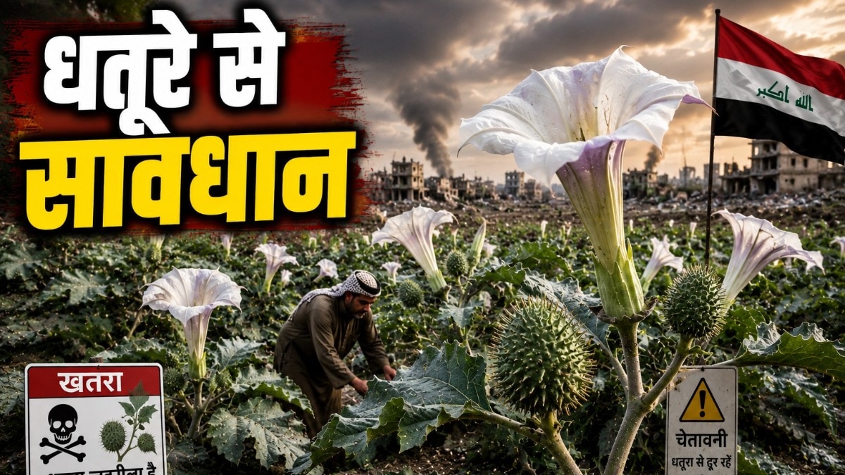Datura Plant