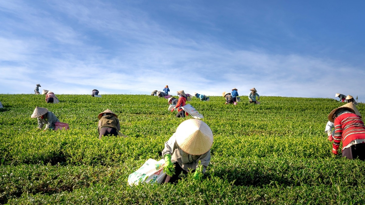 Organic farming Boost Demand