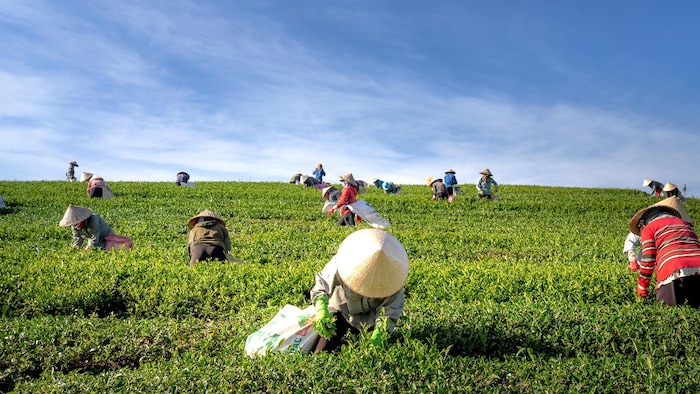 Organic farming Boost Demand