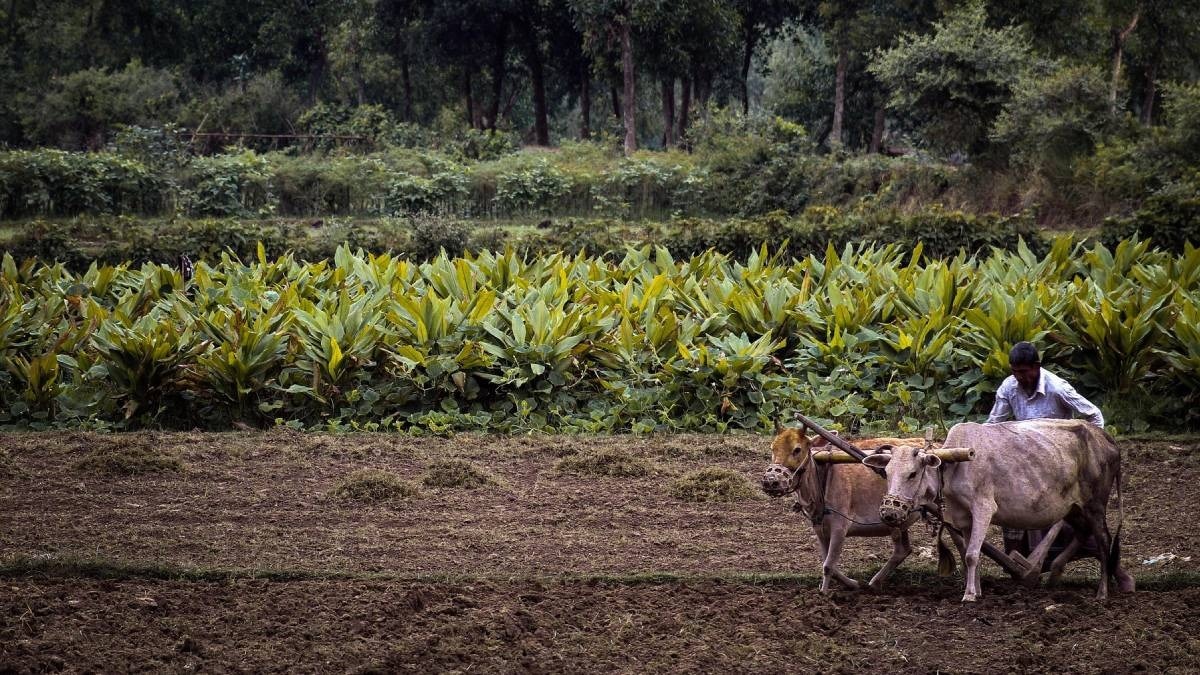RBI Report On Agri Sector Kharif Farming