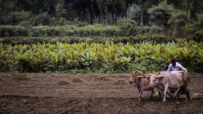 RBI Report On Agri Sector Kharif Farming
