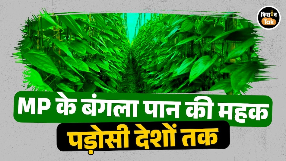 एमपी के ‘बंगला पान’ की विदेशों में बढ़ी धाक, पाकिस्तान-बांग्लादेश तक पहुंची मांग एमपी के ‘बंगला पान’ की विदेशों में बढ़ी धाक, पाकिस्तान-बांग्लादेश तक पहुंची मांग