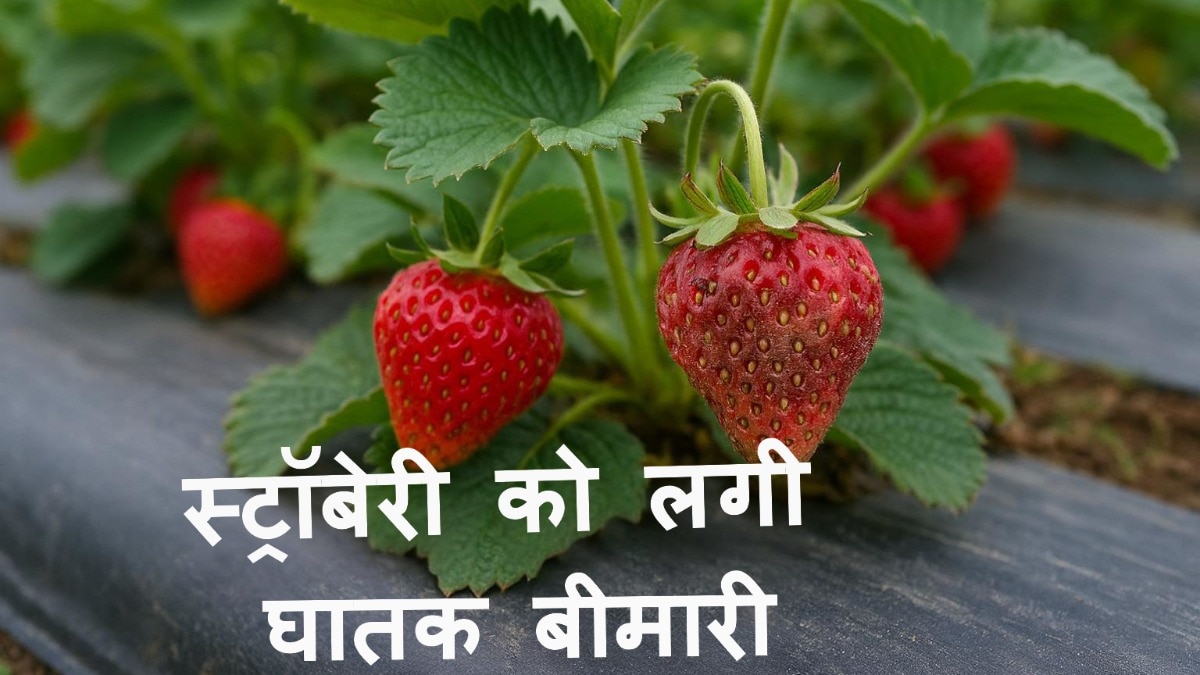 strawberry new wilt disease