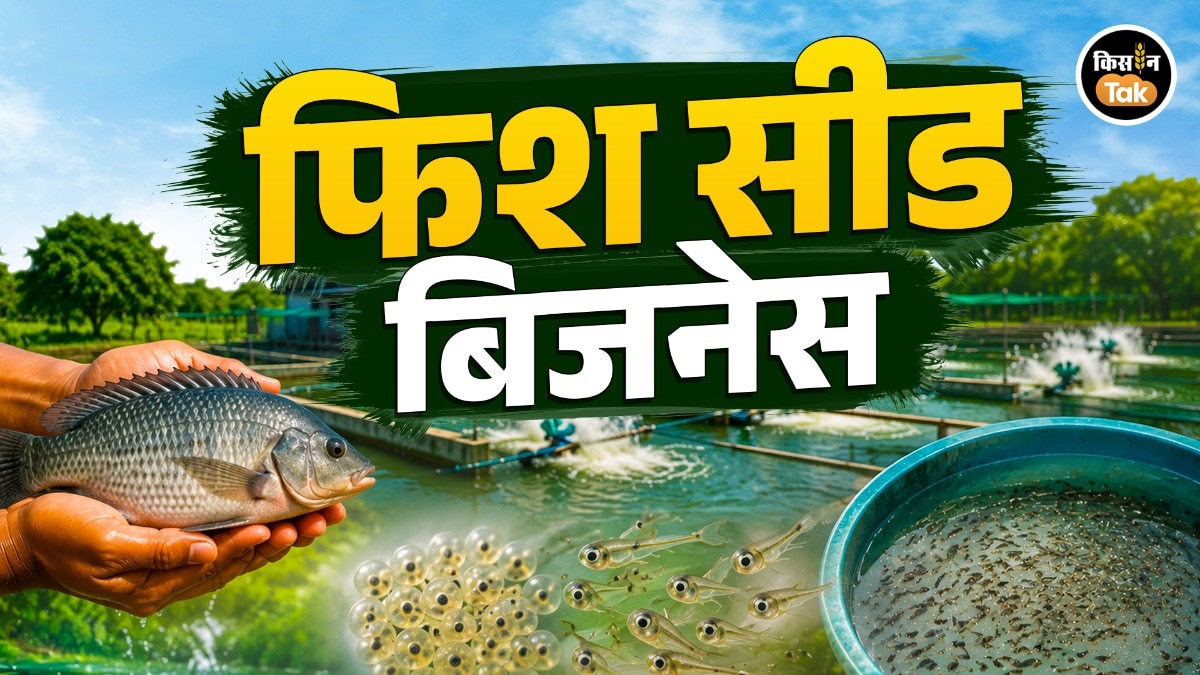 fish seed business