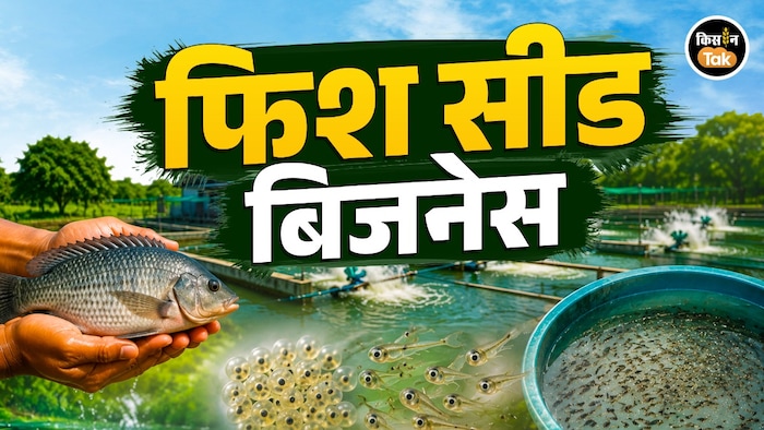 fish seed business