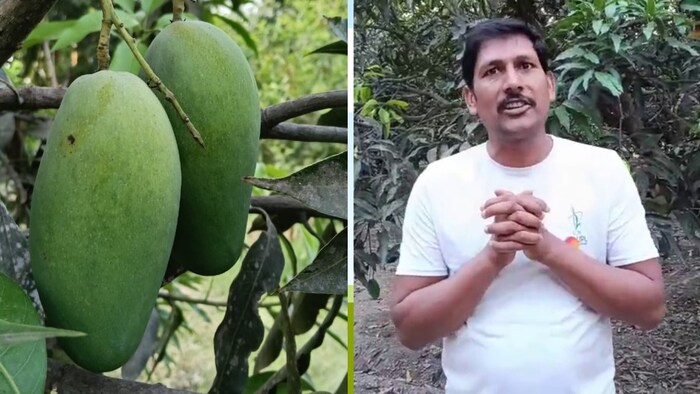 poison free dasheri mangoes farming by lucknow farmer girija shankar maurya made model of natural farmingलखनऊ के मलिहाबाद के रहने वाले किसान गिरजा शंकर मौर्य