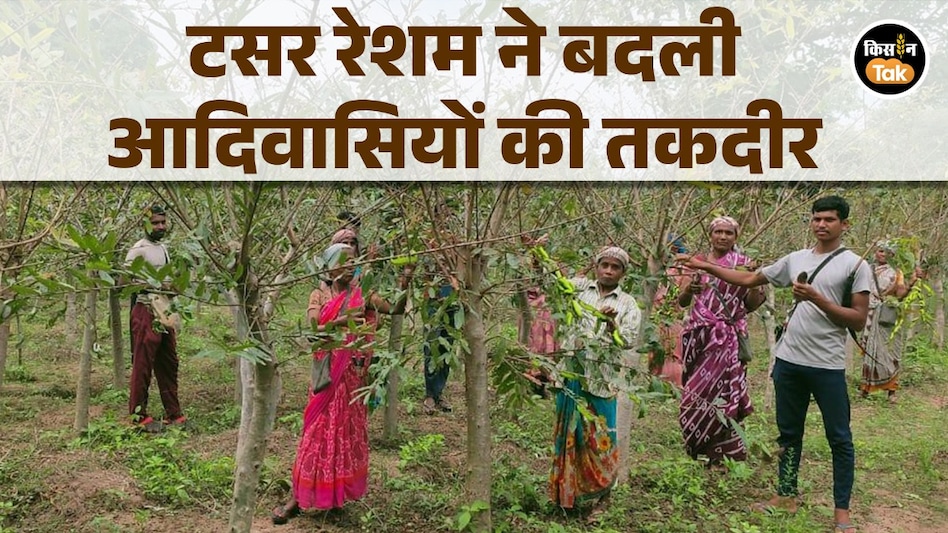 टसर रेशम से बदल रही नारायणपुर की तस्वीर: 50 दिन की मेहनत से लाखों की कमाई, आदिवासी परिवार बन रहे आत्मनिर्भर टसर रेशम से बदल रही नारायणपुर की तस्वीर: 50 दिन की मेहनत से लाखों की कमाई, आदिवासी परिवार बन रहे आत्मनिर्भर