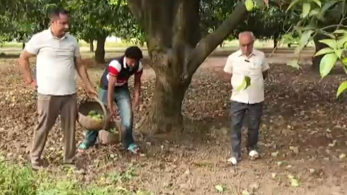 Saharanpur mango crop loss