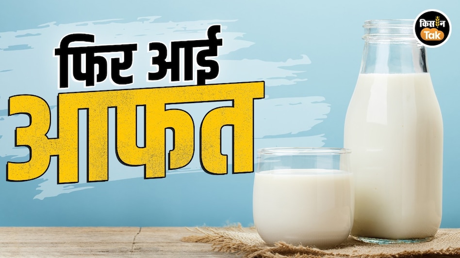 Milk Price: फिर आई दूध पर आफत, क्या जल्द डेयरी कंपनियां बढ़ाएंगी दाम! Milk Price: फिर आई दूध पर आफत, क्या जल्द डेयरी कंपनियां बढ़ाएंगी दाम!