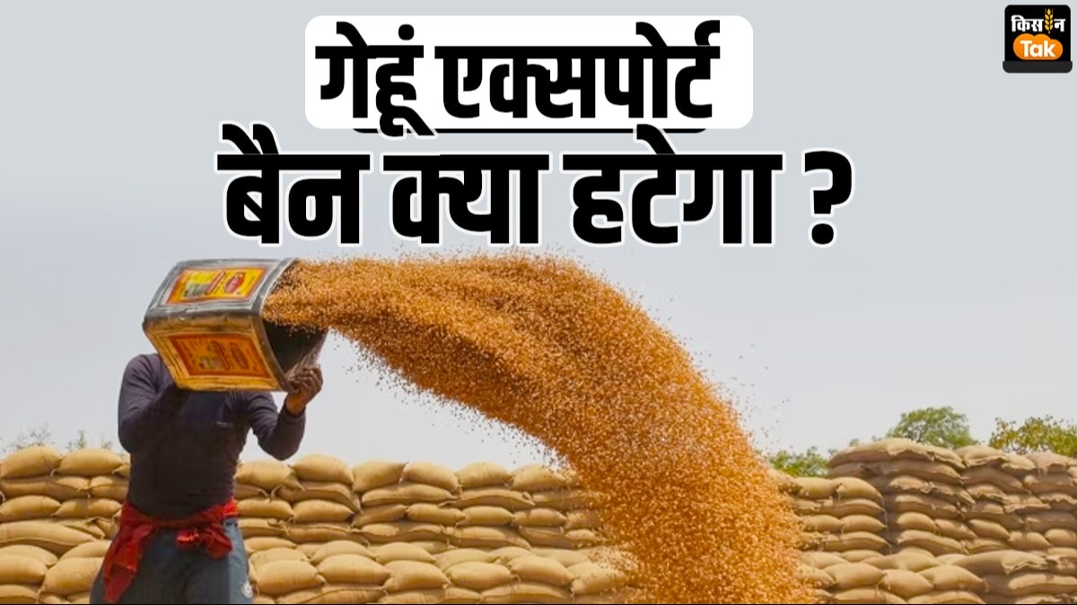  नई सरकार के लिए गेहूं एक्‍सपोर्ट से बैन हटाना कितना चुनौतिपूर्ण