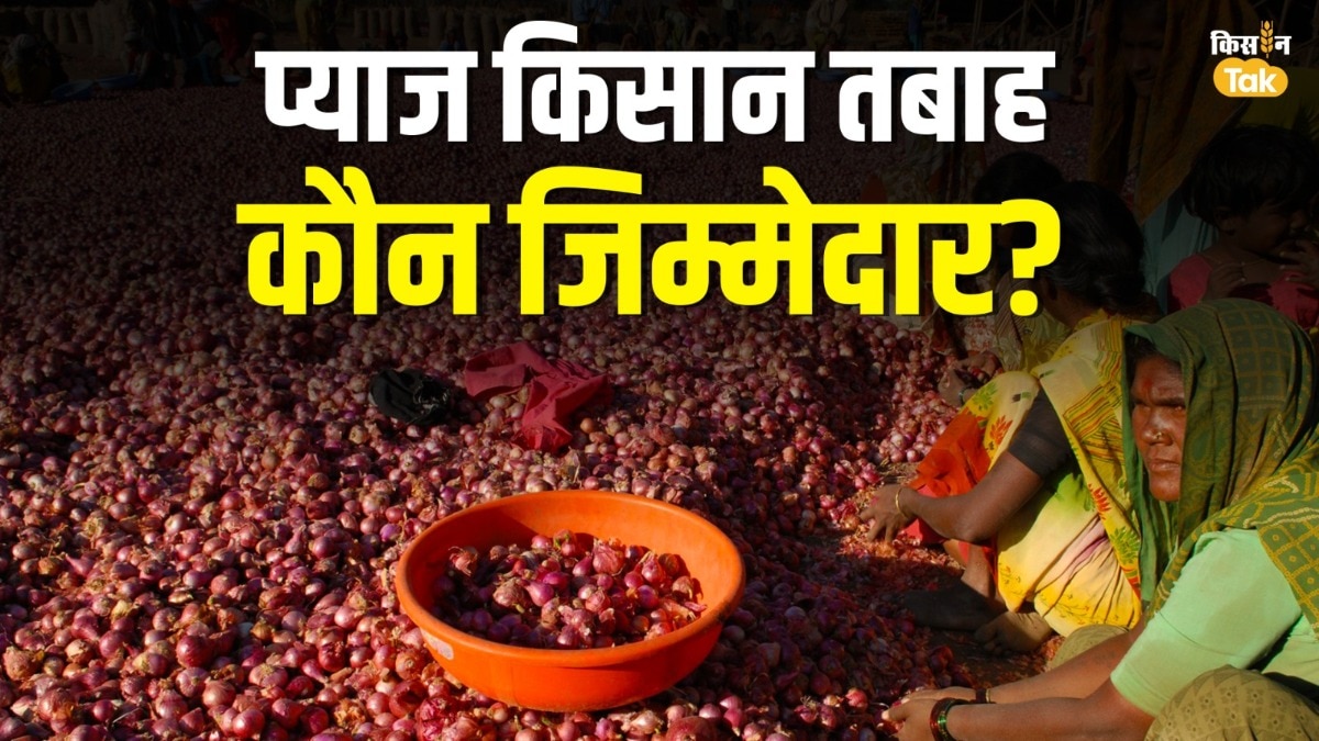 onion price fall
