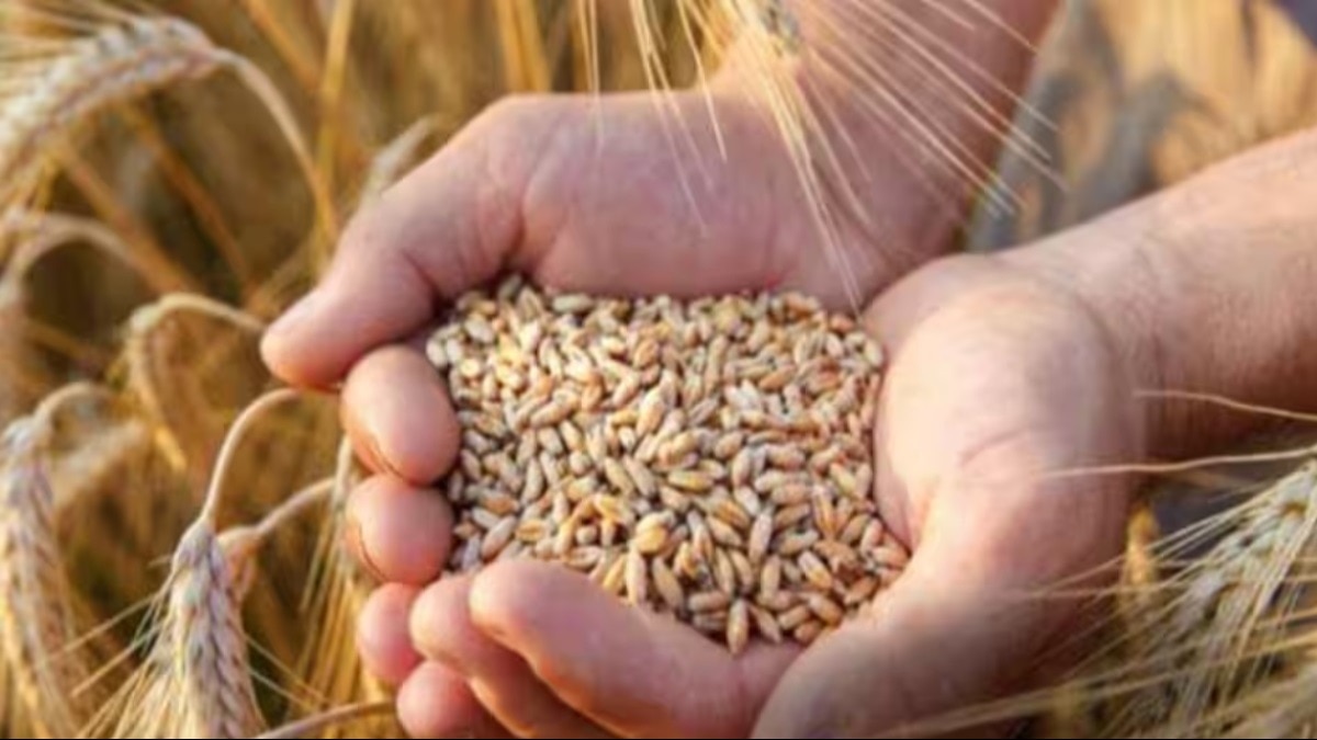 FCI का गेहूं स्टॉक घटा. 