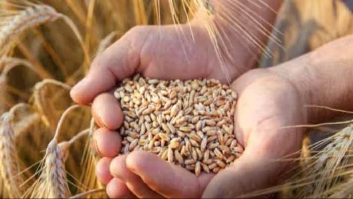 FCI का गेहूं स्टॉक घटा.