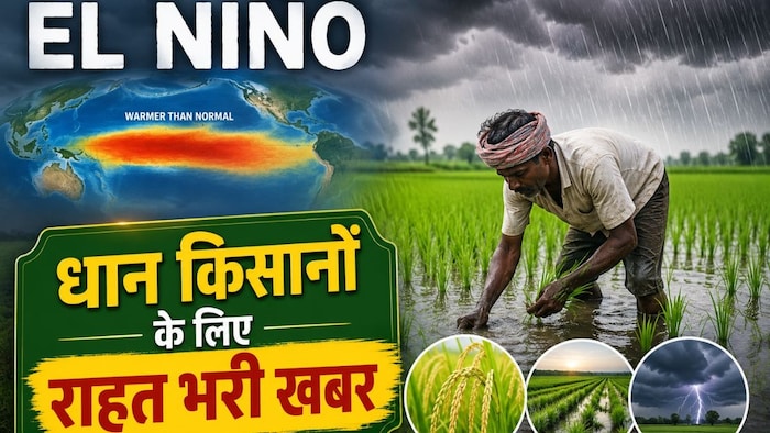 धान की खेती पर अल नीनो का असर (AI- तस्वीर)