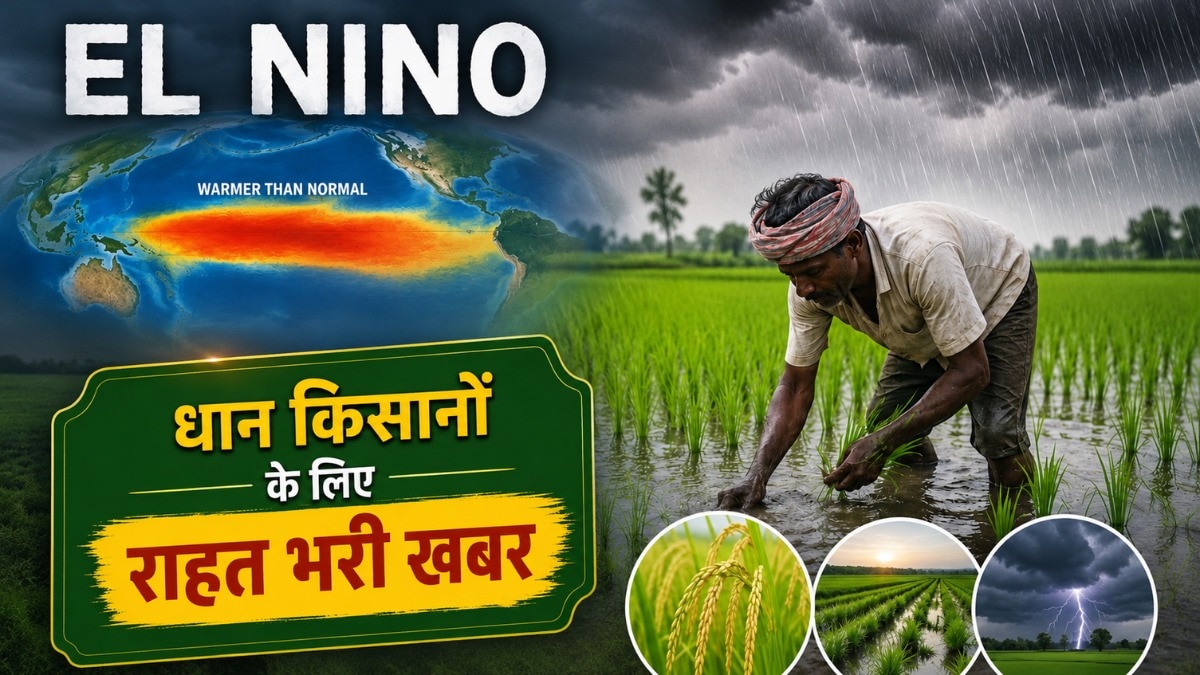 धान की खेती पर अल नीनो का असर (AI- तस्वीर)