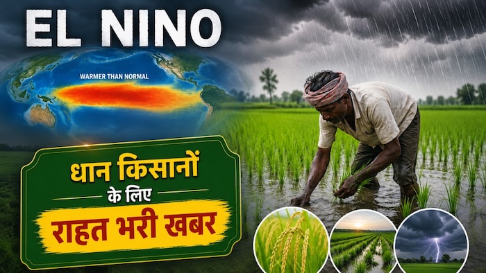 धान की खेती पर अल नीनो का असर (AI- तस्वीर)