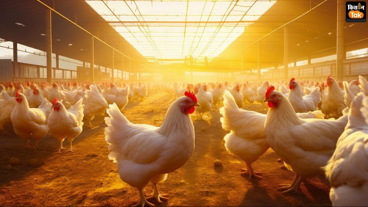 AIPBS announced poultry feed production reduction