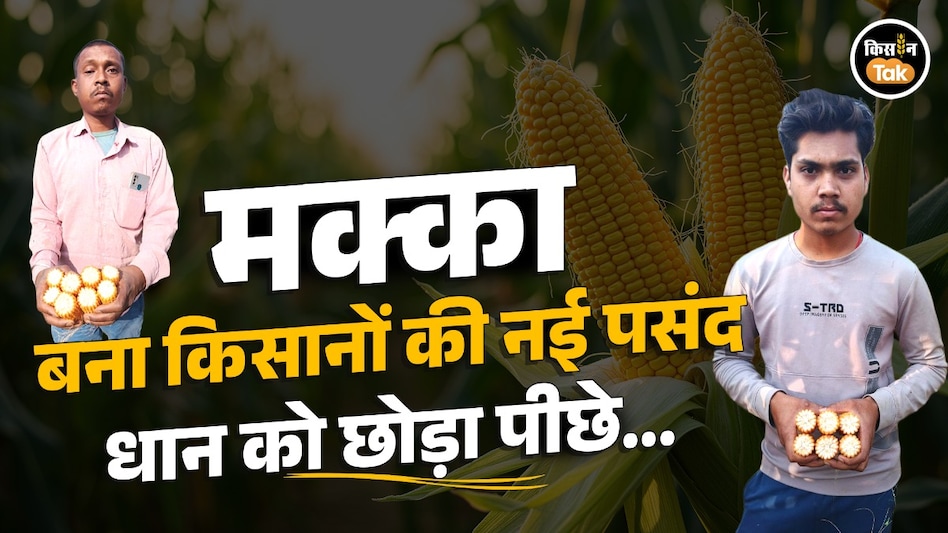 धान छोड़ मक्का की ओर बढ़े किसान, 605 किसानों ने कमाए करोड़ों: 5 करोड़ से अधिक का पॉपकॉर्न मक्का खरीदा गया धान छोड़ मक्का की ओर बढ़े किसान, 605 किसानों ने कमाए करोड़ों: 5 करोड़ से अधिक का पॉपकॉर्न मक्का खरीदा गया