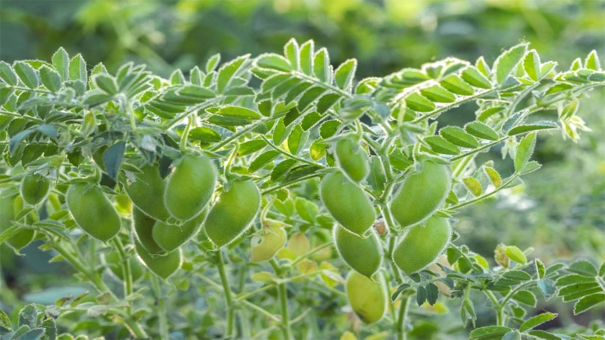 Rabi Crops MSP Suggestion