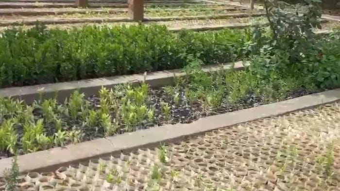 Alwar Nursery preparing 24 lakh plants for delhi haryana green cover