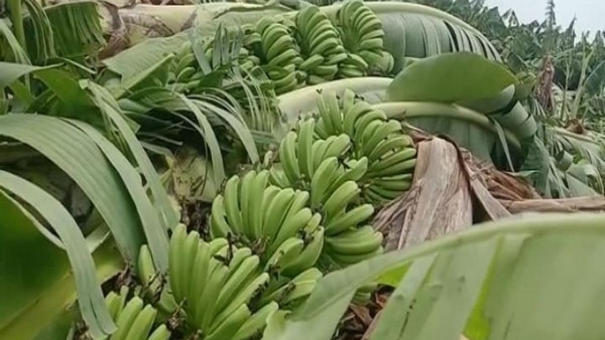 हजारों हेक्टेयर केले की फसल चौपट