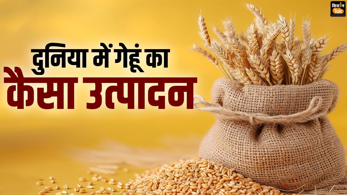 जियो पाॅलिटिक्‍स और दुनिया में गेहूं उत्‍पादन के गणित के बीच भारत के लिए गेहूं इंपोर्ट करना चुनौतीपूर्ण हो सकता है