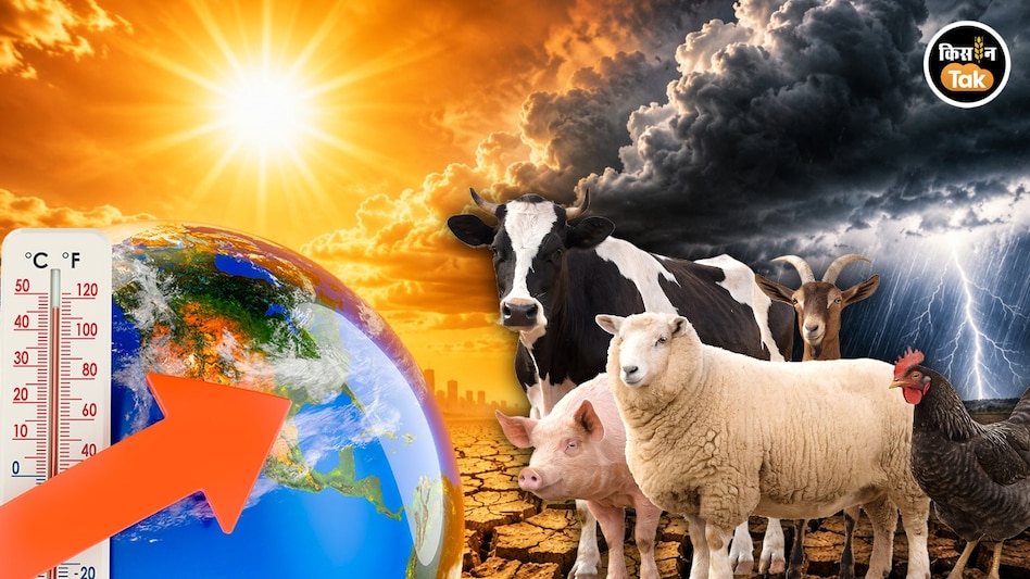 EL-Nino: डेयरी-पशुपालन पर बढ़ा अल नीनो का खतरा, कम हो सकता है दूध उत्पादन! EL-Nino: डेयरी-पशुपालन पर बढ़ा अल नीनो का खतरा, कम हो सकता है दूध उत्पादन!