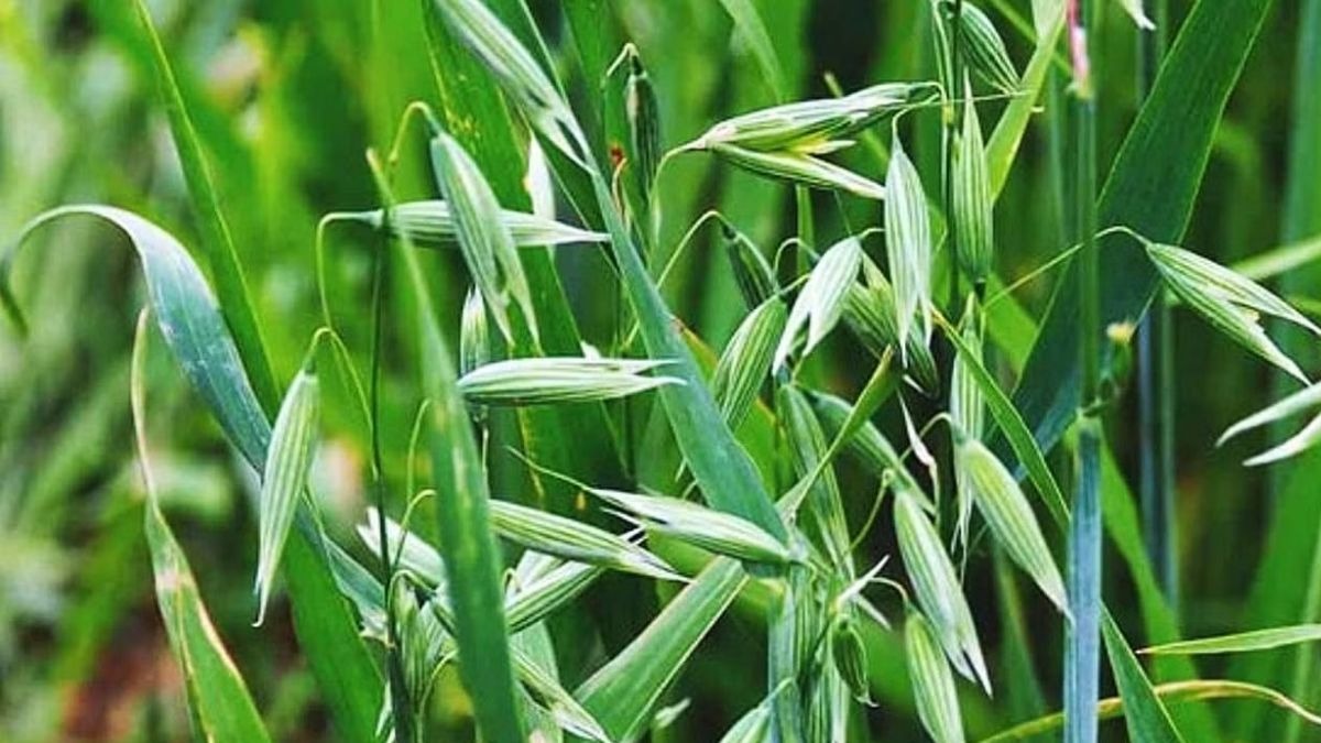 PAU Oats variety 