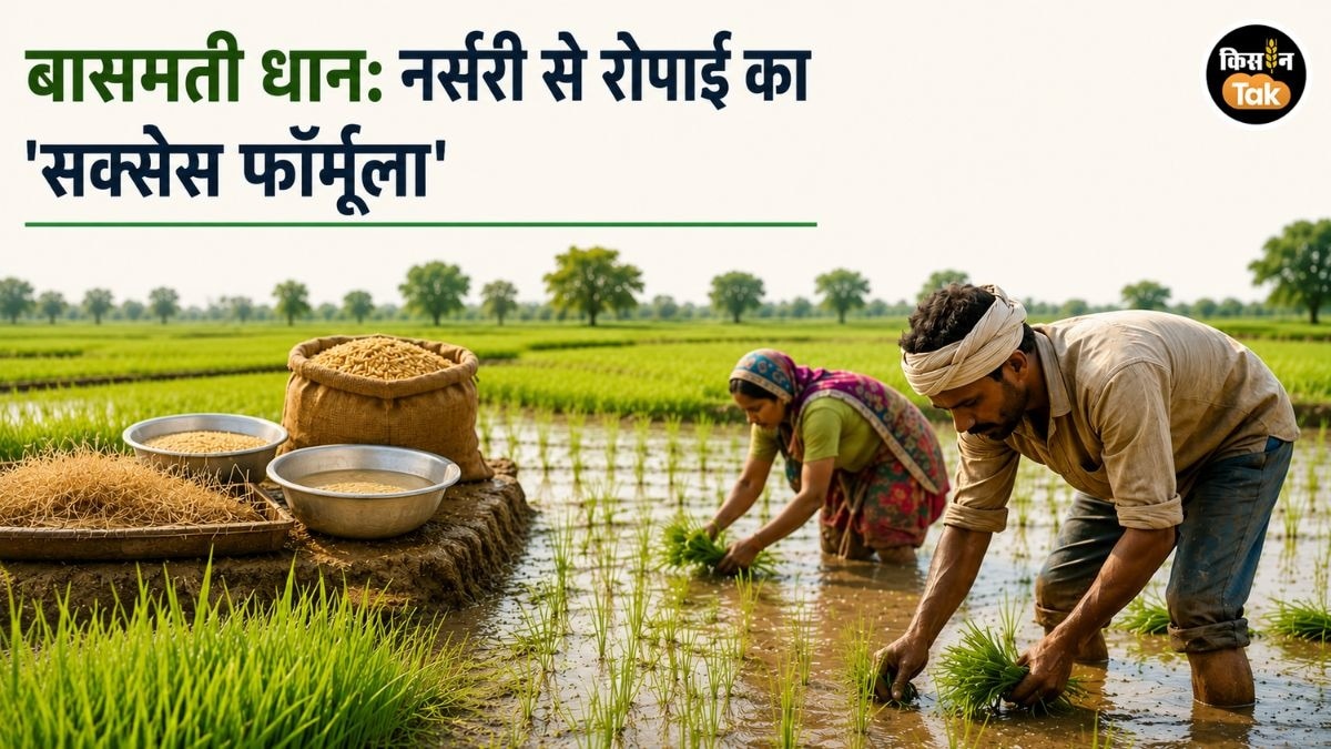 Basmati Paddy Nursery Tips