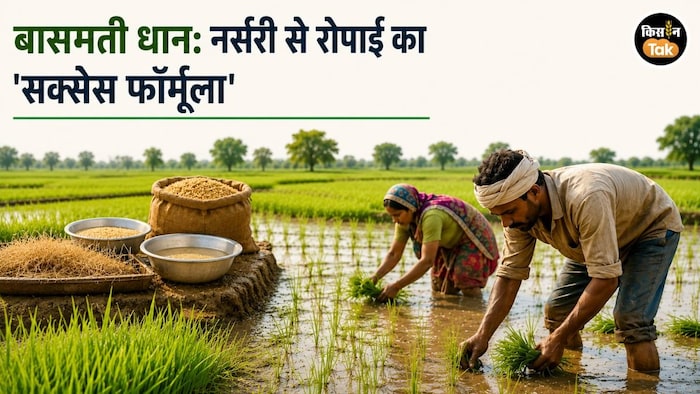 Basmati Paddy Nursery Tips