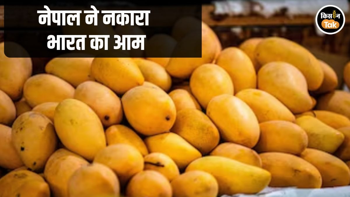 Nepal Bans Indian Mango Import