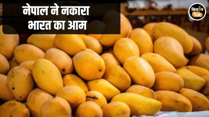 Nepal Bans Indian Mango Import