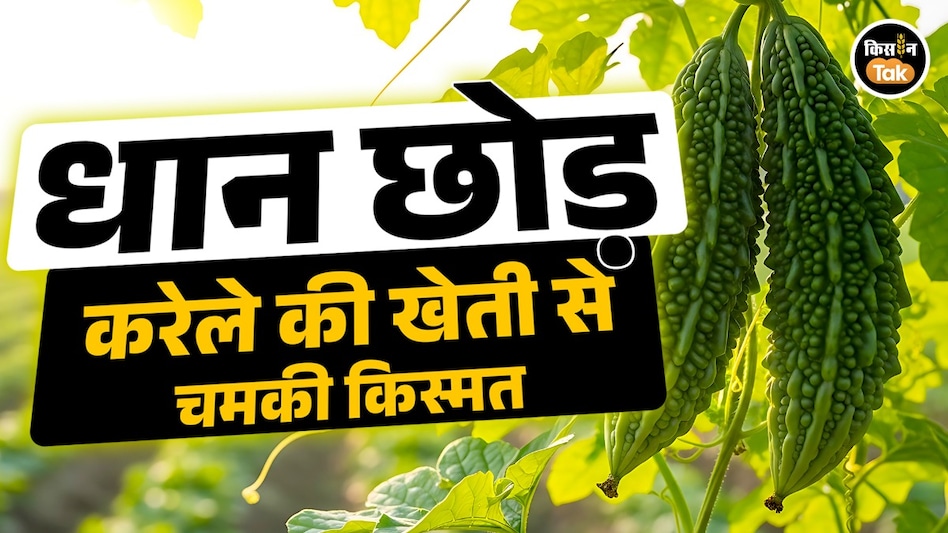 धान छोड़ करेले की खेती से चमकी किस्मत, किसान दीपक की सात गुना बढ़ी आय धान छोड़ करेले की खेती से चमकी किस्मत, किसान दीपक की सात गुना बढ़ी आय