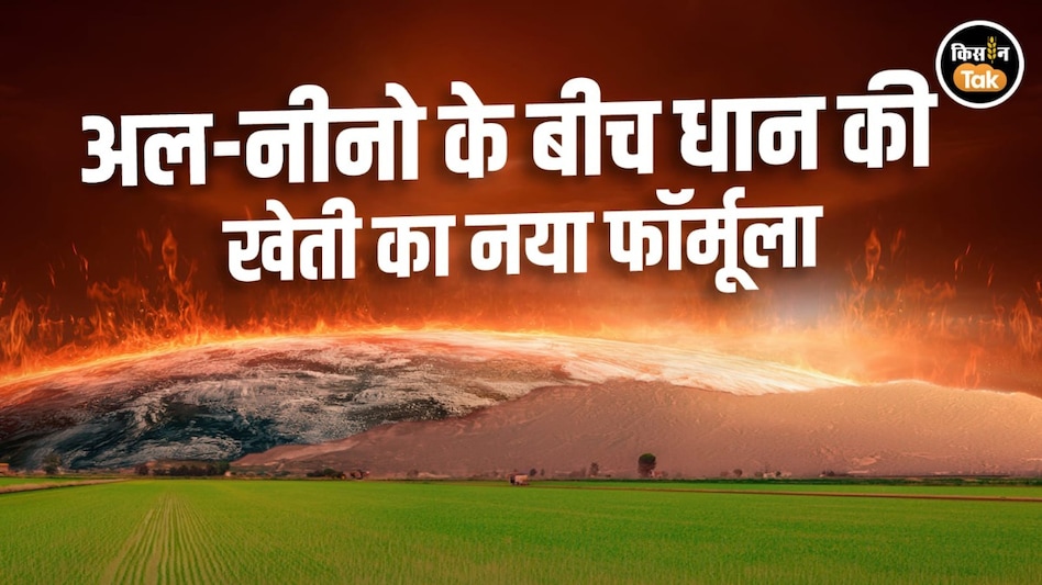 अल-नीनो के असर में भी धान की अच्छी पैदावार का फॉर्मूला, लाइन में बुवाई और नैनो डीएपी बनेगी किसानों की ताकत अल-नीनो के असर में भी धान की अच्छी पैदावार का फॉर्मूला, लाइन में बुवाई और नैनो डीएपी बनेगी किसानों की ताकत