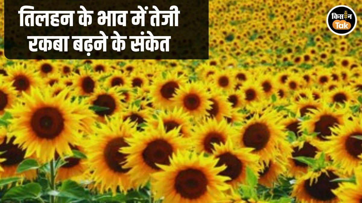 Oilseed Sowing May Increase