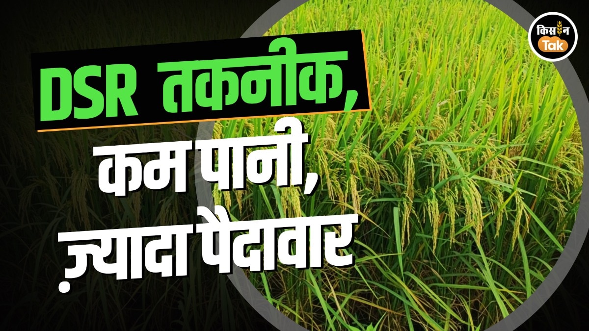 DSR technology paddy farming