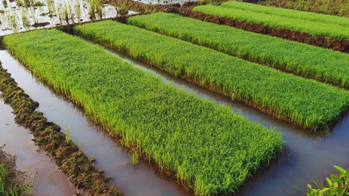 धान की नर्सरी लगाने के टिप्स