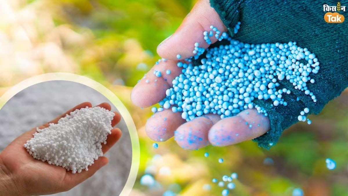 Urea Import 