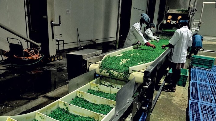 farmer income will rise in uttar pradesh 10 food processing sector big projects approvedखाद्य प्रसंस्करण में निवेश से किसानों की आय बढ़ेगी