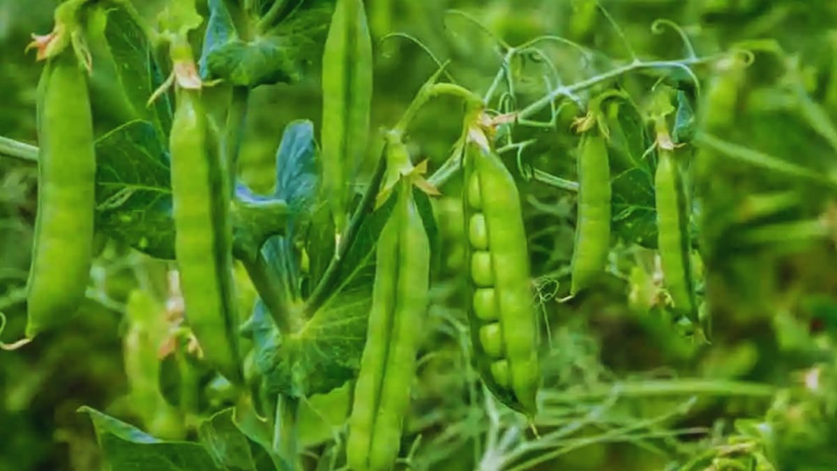 Punajb new weed species found pea crop